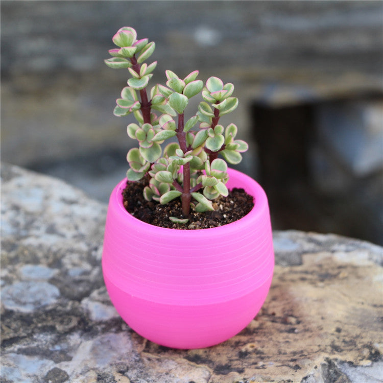 Colorful Succulent Pot