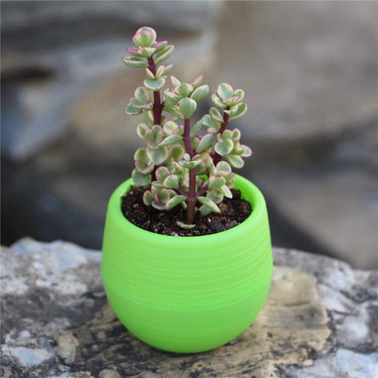 Colorful Succulent Pot