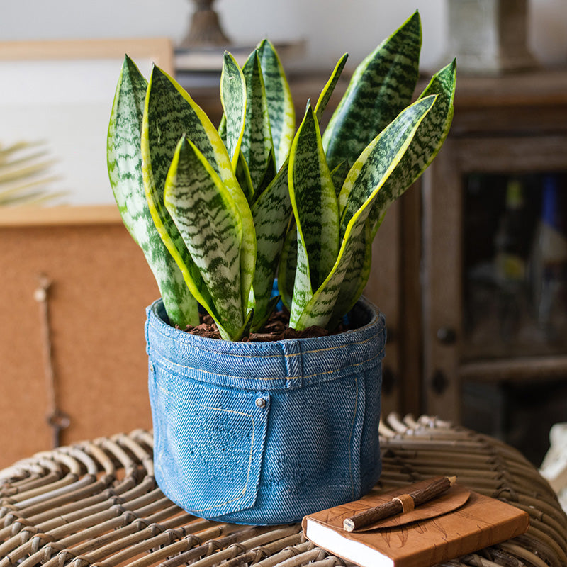 denim plant pots Jeans Pot