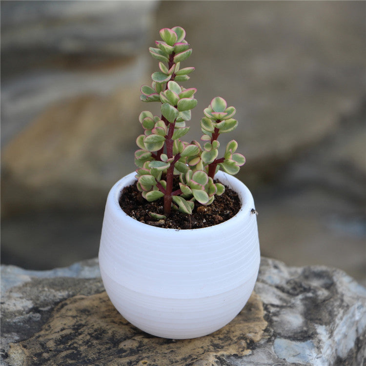 Colorful Succulent Pot