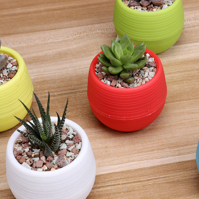 Colorful Succulent Pot
