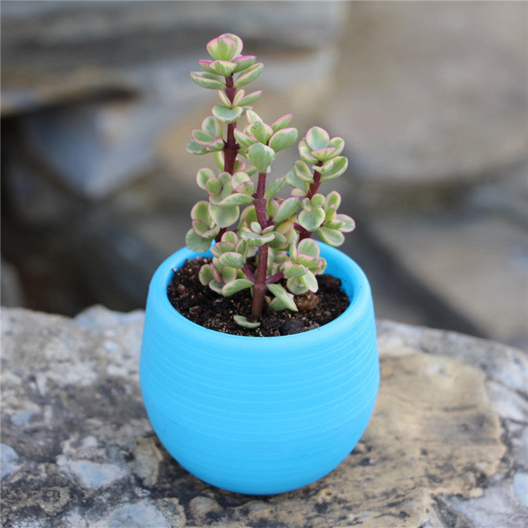 Colorful Succulent Pot