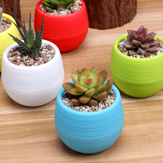 Colorful Succulent Pot