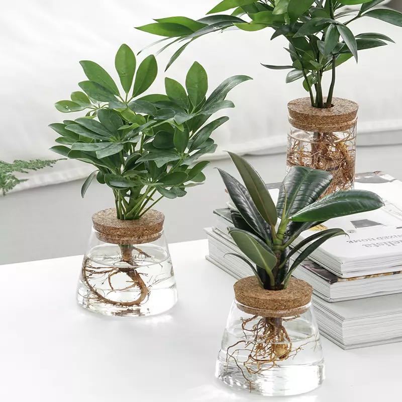 hydroponic plant vase Glass Bottle For Hydroponic Plants – Everplant