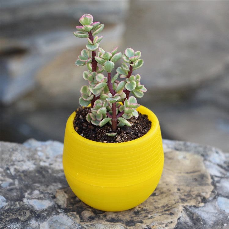 Colorful Succulent Pot