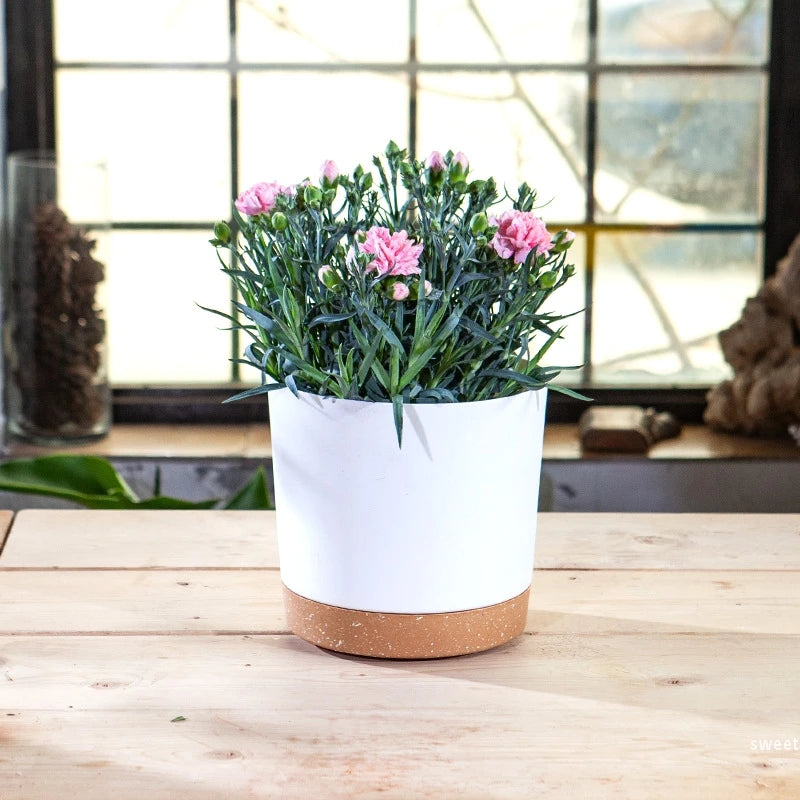 Planter with Drainage and Tray