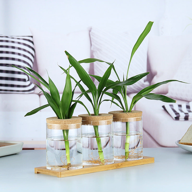 glass bottle for money plant Glass Bottle For Hydroponic Plants – Everplant