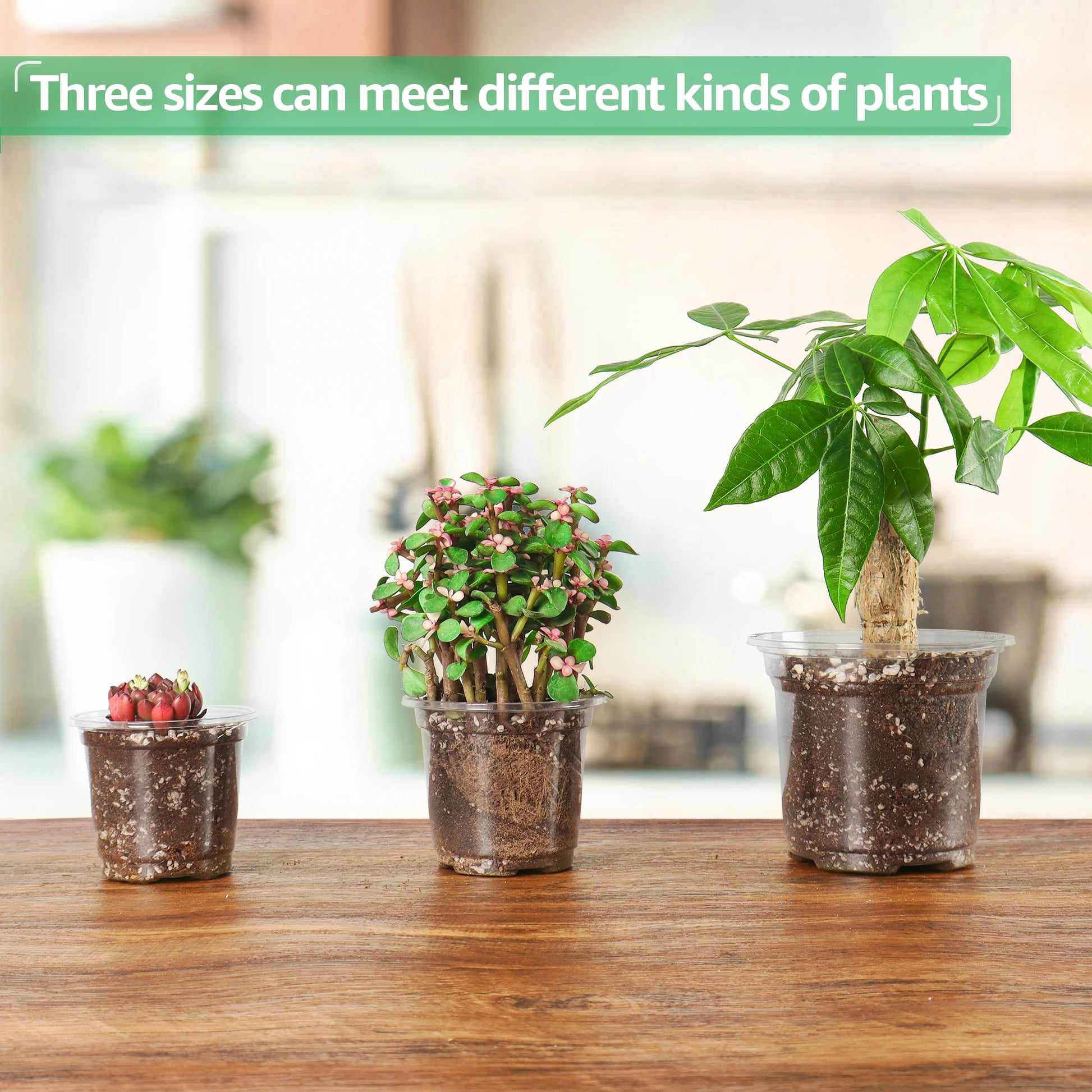 4.5 inch pots for plants 30 Pack 3.5/4/5 Inch Clear Nursery Pots